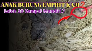 CARA LOLOH ANAK BURUNG PIPIT/EMPRIT KAJI YANG MASIH CINDIL❓