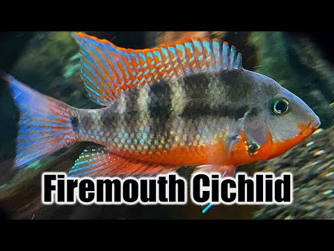 Firemouth cichlida (Thorichthys meeki) — care guide & species profile