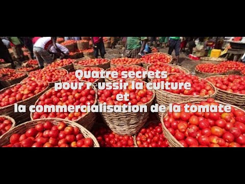 , title : 'Quatre secrets pour réussir la culture et la commercialisation de la tomate'
