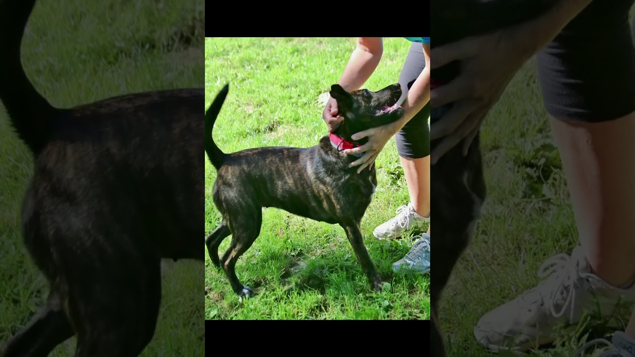 Enlarge Winnie, a Adoptable mixed breed in Shippenville, PA video 2/6