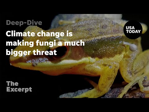 Climate change is making fungi a much bigger threat The Excerpt