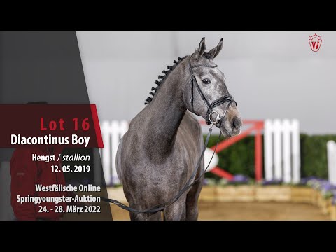Online Auktion - Youngster Springen Lot 16 Diacontinus Boy Hengst v. Diacontinus - Perigueux