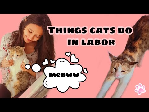 Signs your cat is in labor | Know your cat better