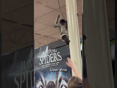AFFEN-ALARM IM SUPERMARKT: Polizei jagt entlaufenen Mini-Primaten – Ende mit Keks #shorts