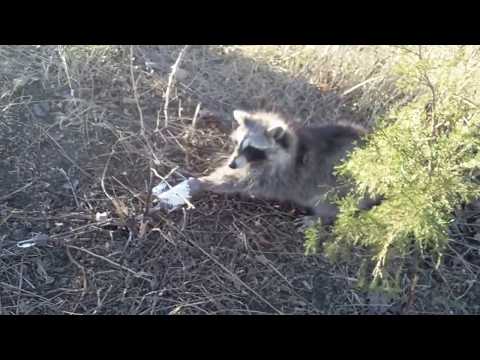 Racoon and opossum.missouri trapping.
