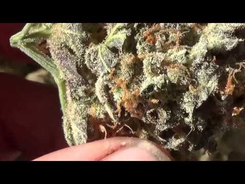 Delicious seeds critical sensi star