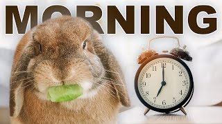 Free Roam Rabbit Morning Routine ☀️