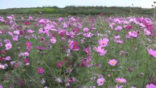 preview picture of video '大阪･高槻 コスモス 河川公園 2011/10 Cosmos flowers in Takatsuki'