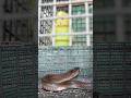 Cobra Vs Love Birds Snakemaniac Snake Reptiles Cobra Birds Pets