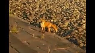 札幌市内に出没するキタキツネ Red fox encounter in Sapporo, Hokkaido