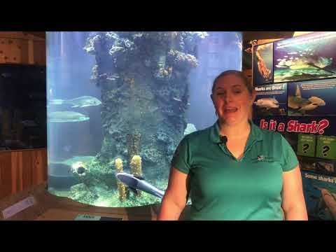 Fish of the week vol. 2 - White finned shark sucker