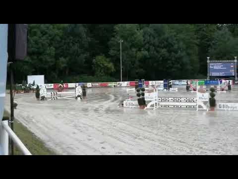 Pepperjuicy B (Pilothago x Satisfaction) Springpferde A** Bergisch Classics 2019