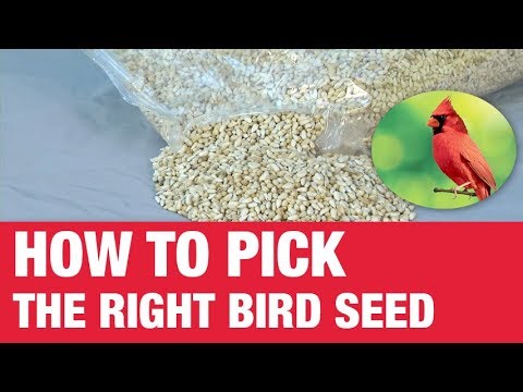 image-Why is safflower bird seed so expensive?