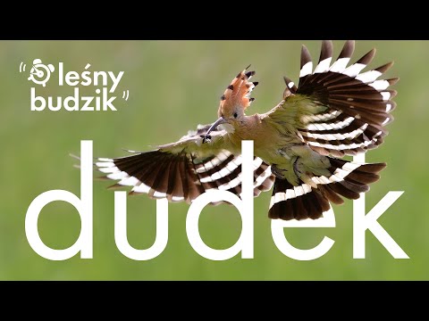Leśny budzik - Dudek
