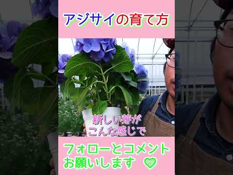 アジサイはいつ植えるのですか？すべての庭師のための手入れと植え付けのヒント  庭園