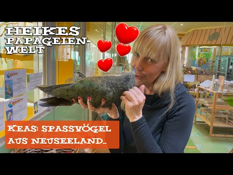 Keas - Spaßvögel aus Neuseeland im Papageienpark Bochum