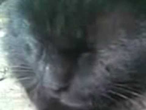 trezirea de dimineata. - Fierbinti Ialomita