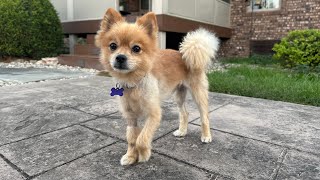 Video preview image #1 Pomeranian Puppy For Sale in Cookeville, TN, USA