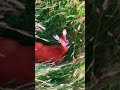DRONE voorkomt GRUWELIJKE DOOD door maaier | #shorts