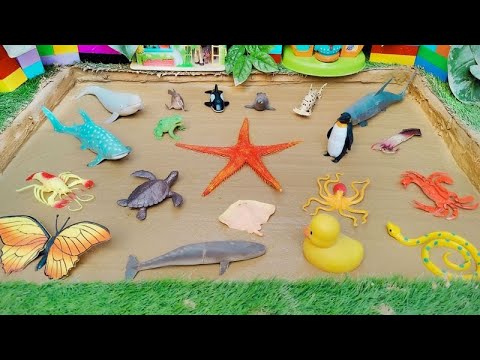 Big Sea Creatures and Ocean Animals Stuck in the Muddy Sandbox ??