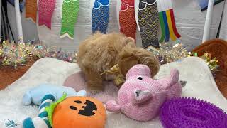 ハーフ犬の動画01