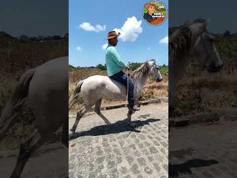 Feira de Cavalo de Abreu e Lima-PE Sábado: 24/10/26 #cavalo #horse #nordeste #animais