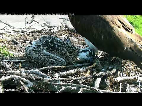 Sleepy Osprey Chick Catches Some Shade – July 6, 2018