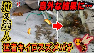 狩りの達人、猛者キイロスズメバチ現る！熱殺蜂球で返り討ちに！