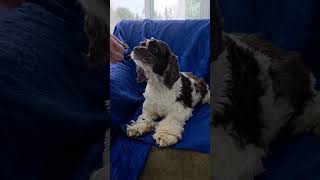 Video preview image #1 Cocker Spaniel Puppy For Sale in Cuba, NY, USA