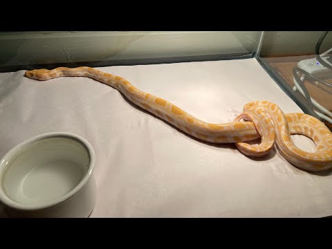 Rescue Burmese Python