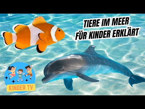 Tiere im Meer - Für Kinder erklärt #lernvideo #fürkinder #meerestiere #unterdemmeer