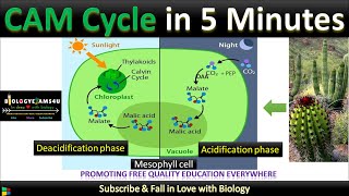 CAM plants, CAM pathway and its advantages with examples