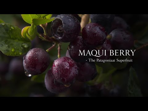Maqui Berry: The Patagonian Superfruit Packed with Antioxidants