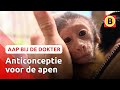 150 diersoorten voeren en anticonceptie voor apen | Komt een aap bij de dokter | Omroep Brabant