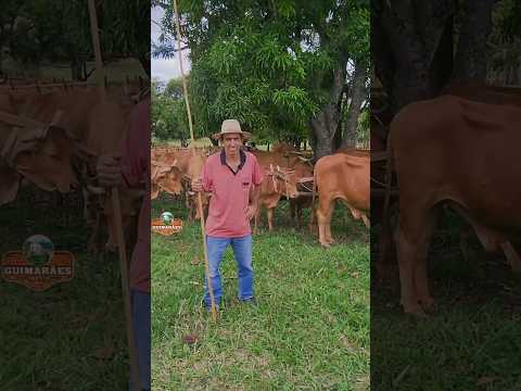 SÃO SEBASTIÃO DO OESTE, MANTENDO AS TRADIÇÕES.