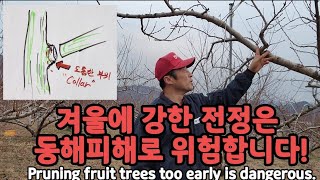 강전정 겨울 가지치기로 동해피해 입는 이유와 대안마련 Pruning fruit trees too early …