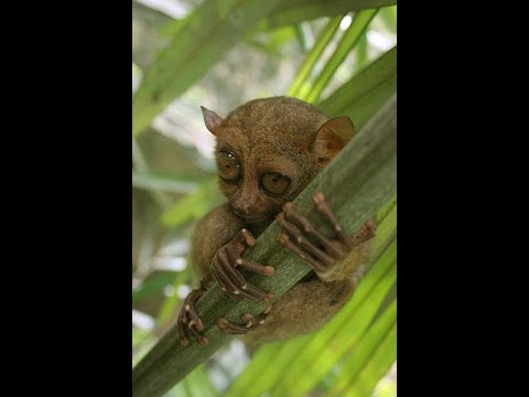 SCP-1087 Explanation