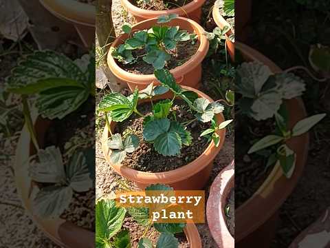 , title : 'Strawberry Cultivation #shortsfeed #viral #strawberry #gardening #trending #motivation'