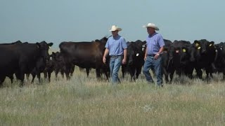 State of the Beef Industry: As Cattle Prices Are at an All-Time High, Producers Look To The Future