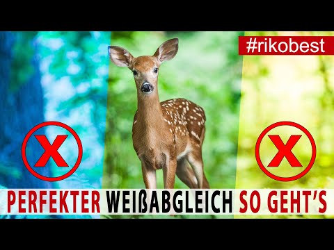 Fotografieren lernen - perfekter Weißabgleich - Weißabgleich verstehen und ganz einfach einstellen