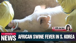 First official case of African swine fever reported in South Korea