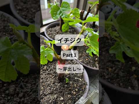 果樹を遅霜から守るにはどうすればよいですか？魔法のヒントとコツ！  庭園