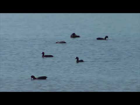 balade sur le bassin d'Arcachon du côté de  Lanton en  Août 2018