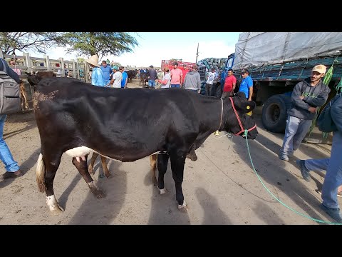 FEIRA DO GADO DE CAMPINA GRANDE-PB 15/10/2025