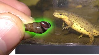 Trumpet Snails Aquariums