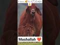 COW VideOS ️ Haider Haiderhaiderrecords Cowcow Cow Cartoon Cow Videos HafizRizwanGhuman