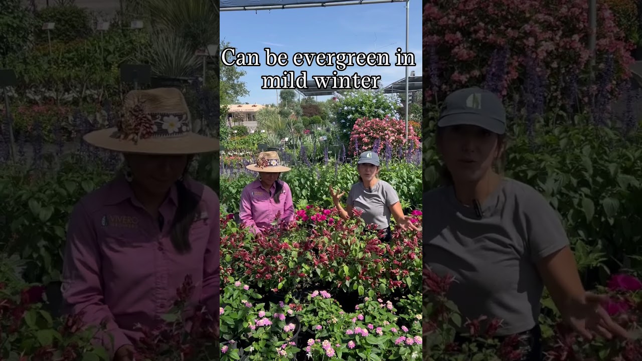Shrimp Plant bloom in drought tolerant Austin shade garden