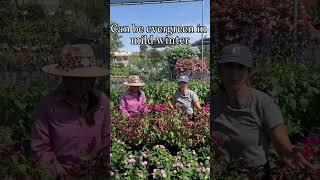 Shrimp Plant Care & Growing Tips