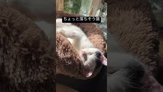 ちょっと落ちそう　#shorts #猫　#白黒猫　#癒し