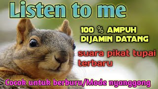 Download lagu Suara pemanggil tupai/bajing jernih dijamin datang|cocok untuk berburu/nyanggong mp3 Download lagu Suara pemanggil tupai/bajing jernih dijamin datang|cocok untuk berburu/nyanggong mp3